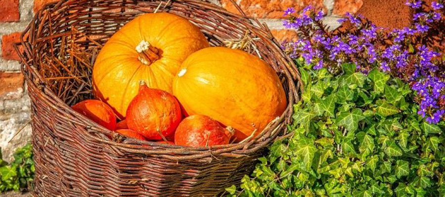 pumpkin-3747003_640